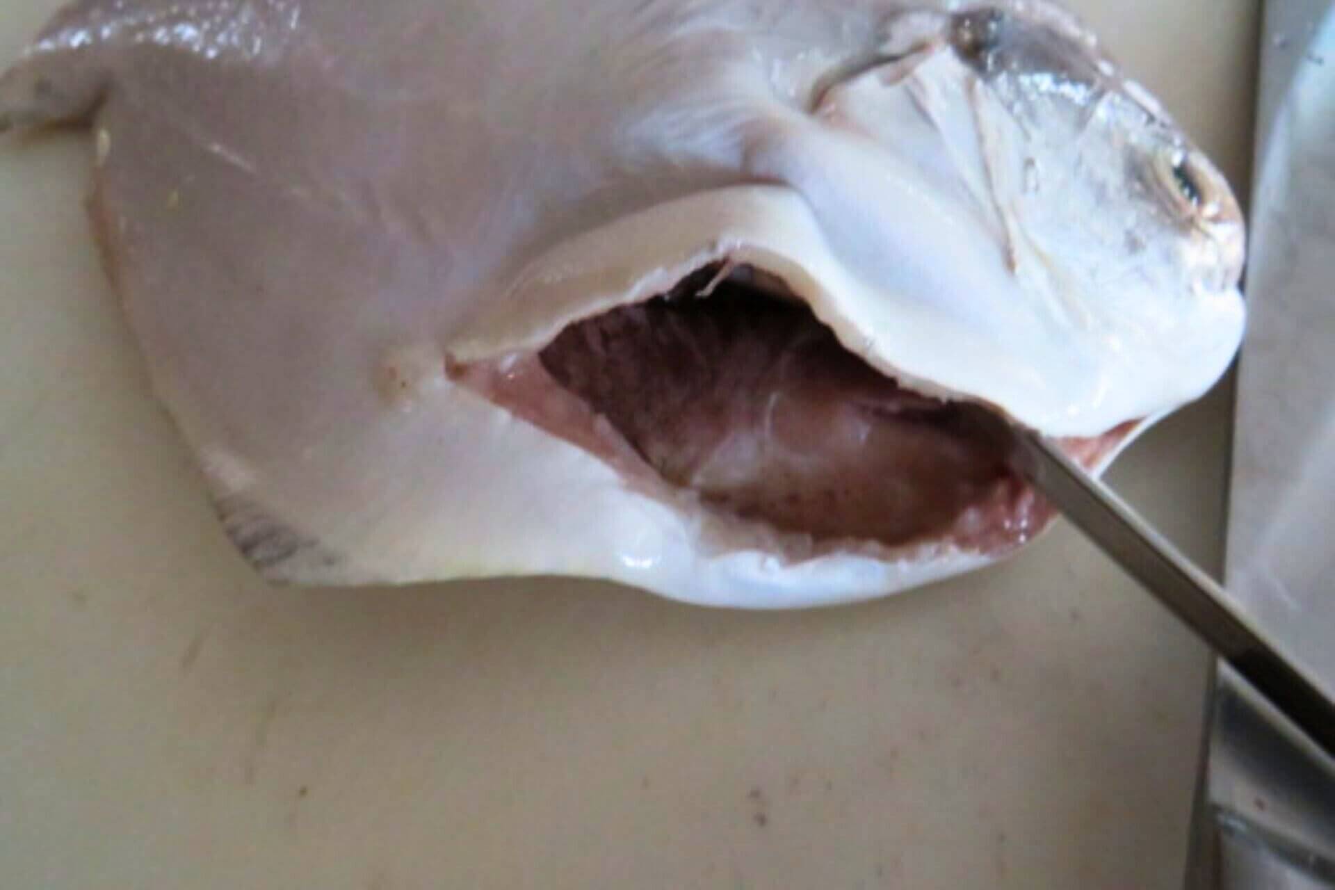 an incision made at the lower part of the fish