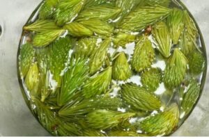 spruce tips in hot water