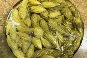 shoots steeped in hot water for 10 minutes